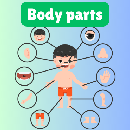 improve english pronunciation:  Body Parts